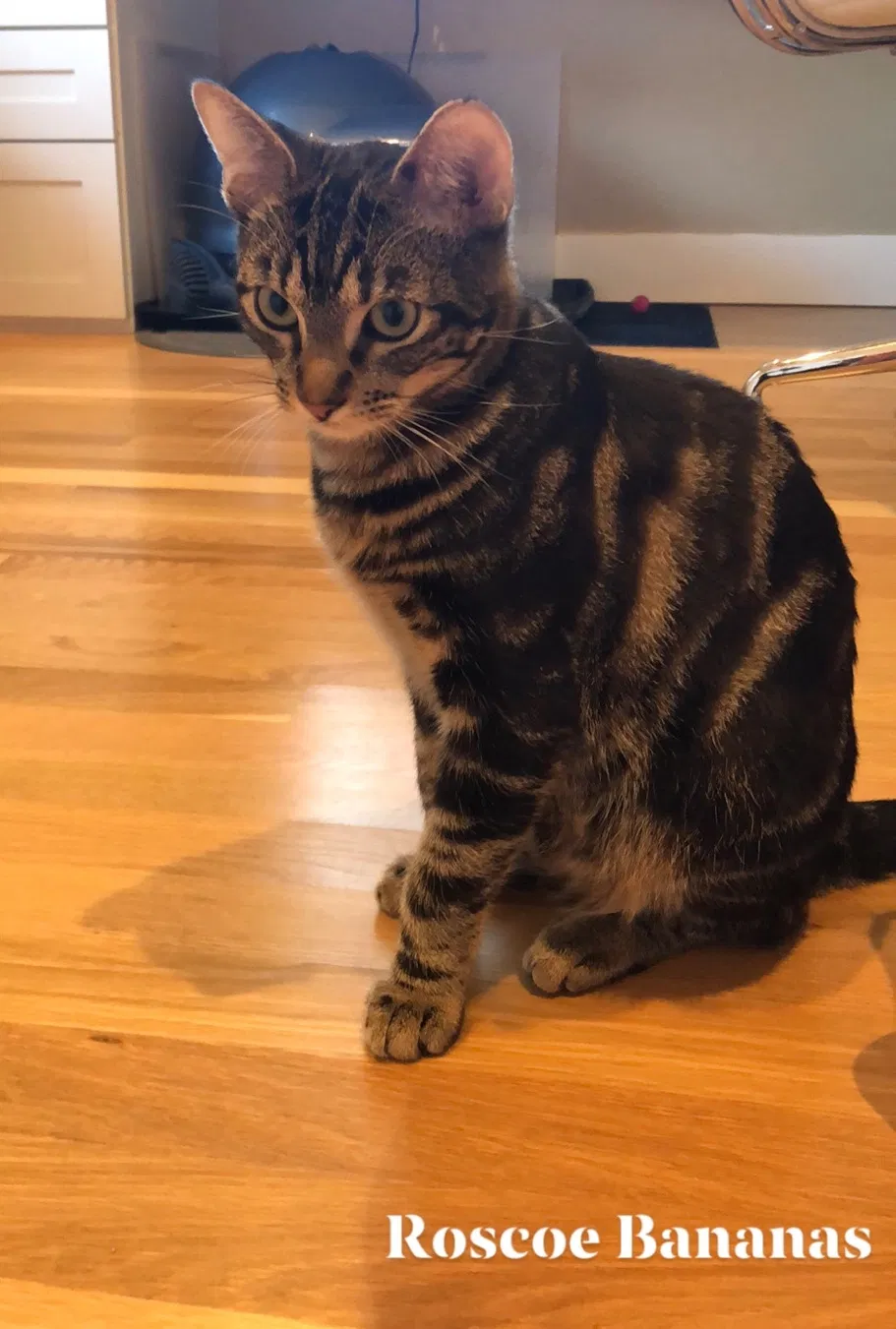 Lost cat in Pacifica, CA, 94044