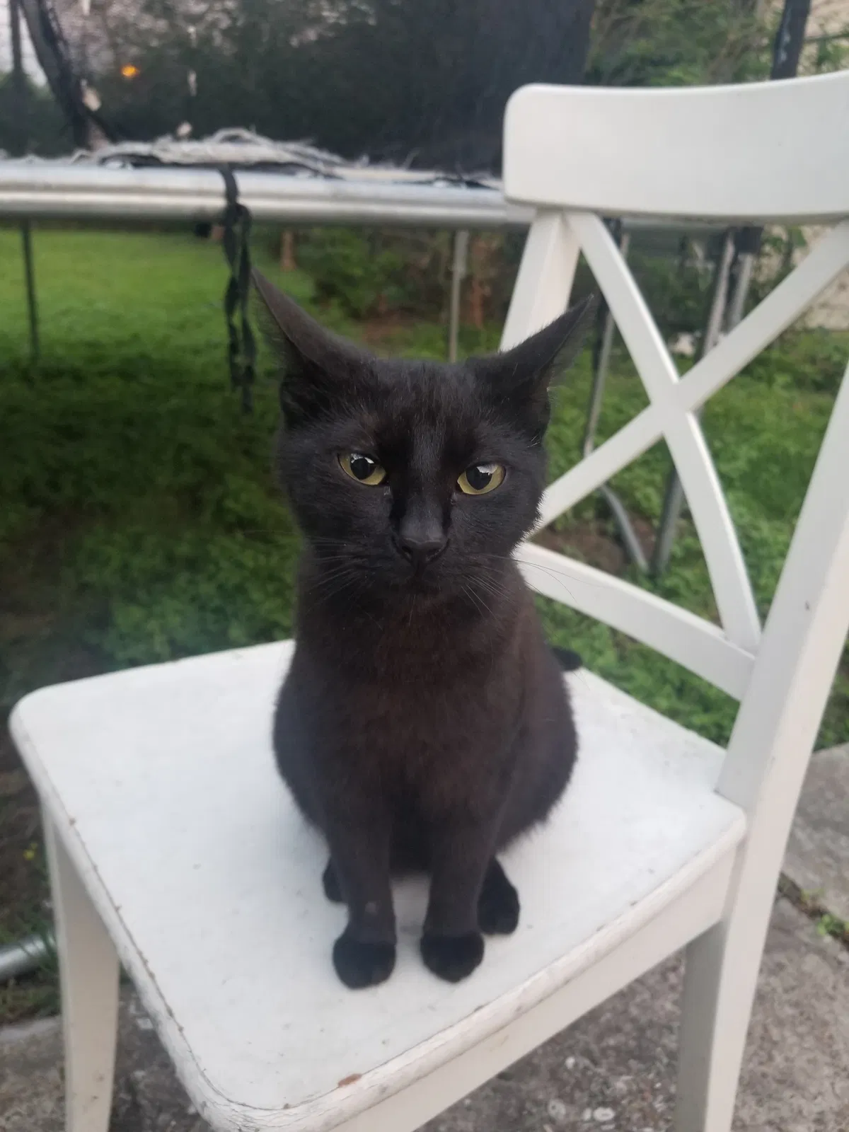 Lost cat in Unknown, TX, 7707