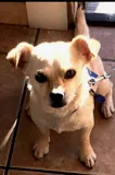 Lost dog in Hawthorne, CA, 90250