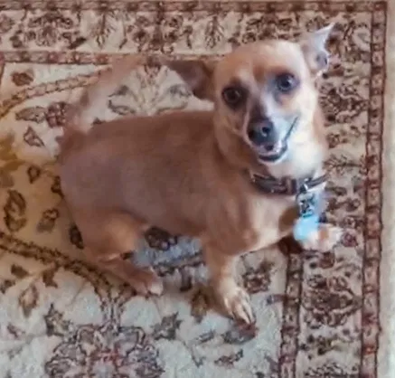 Lost dog in North Las Vegas, NV, 89084