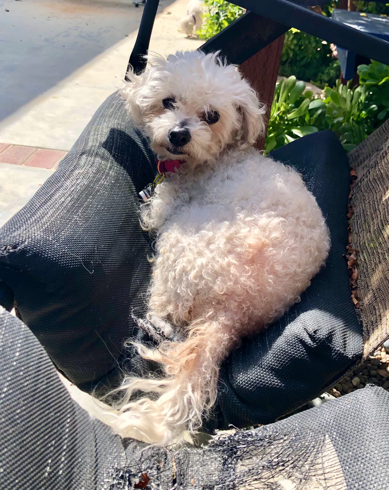 Lost dog in Buena Park, CA, 90621