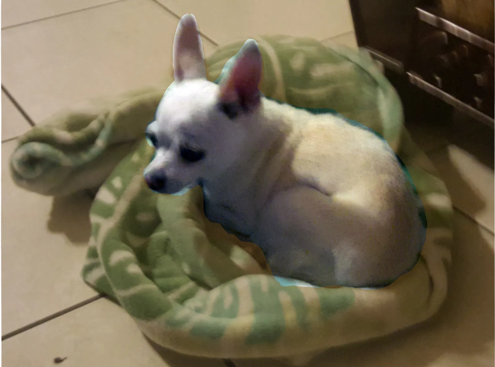 Lost dog in Perris, CA, 92571