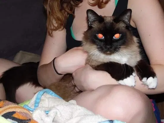 Lost cat in Spokane, WA, 99207