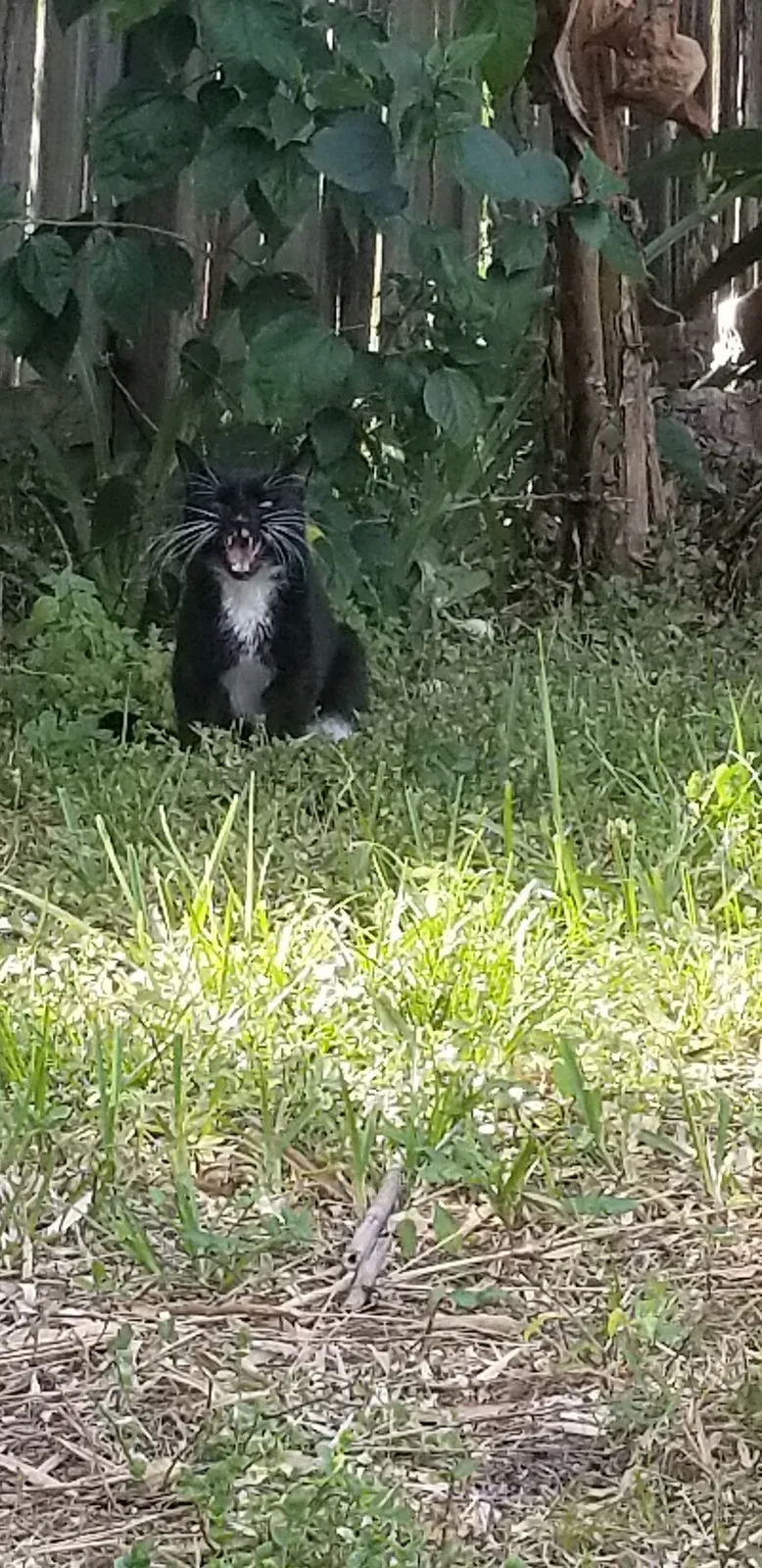 Found cat in Palm Bay, FL, 32907