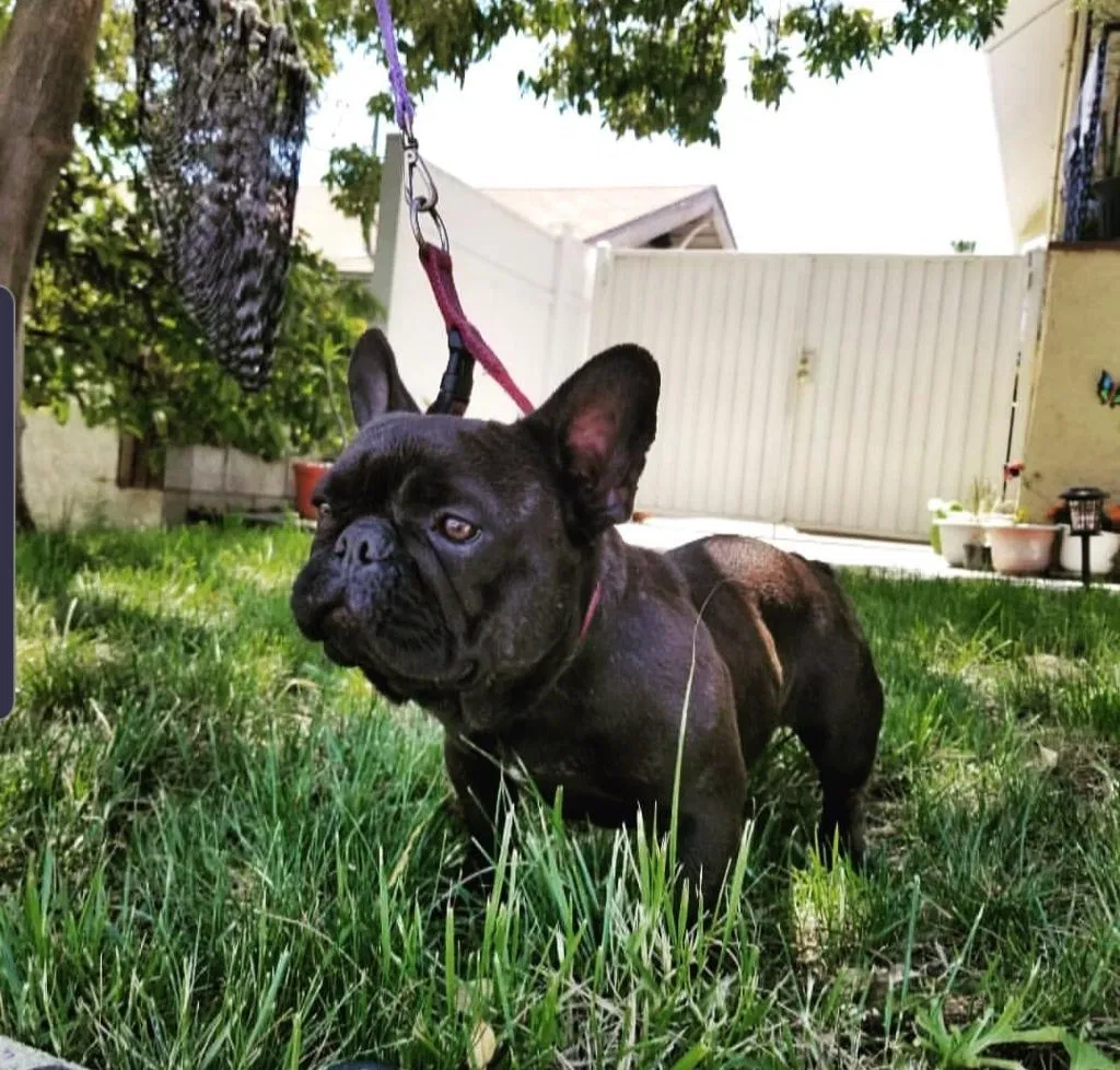 Lost dog in Los Angeles, CA, 90023