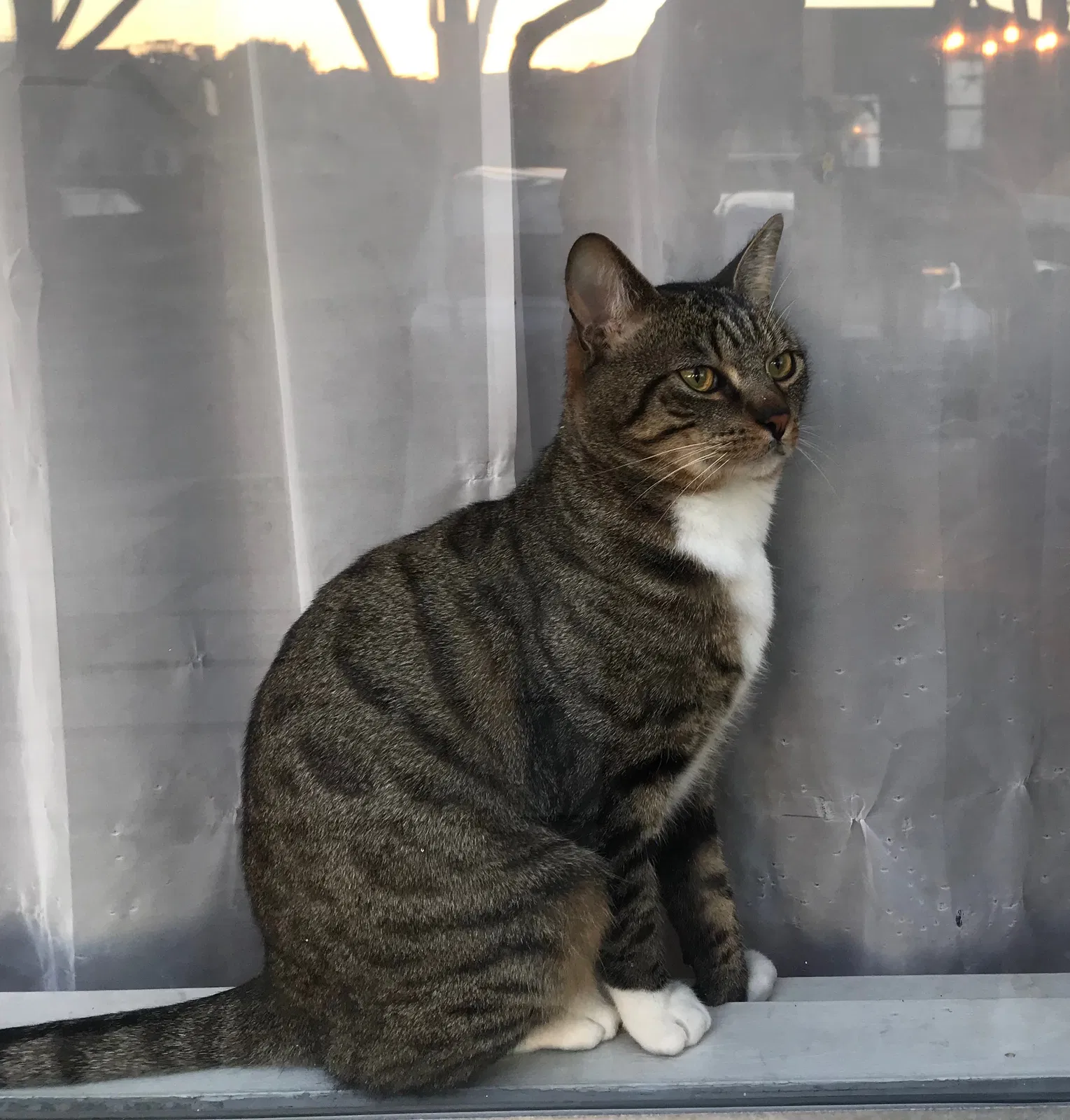 Lost cat in Richmond, CA, 94805