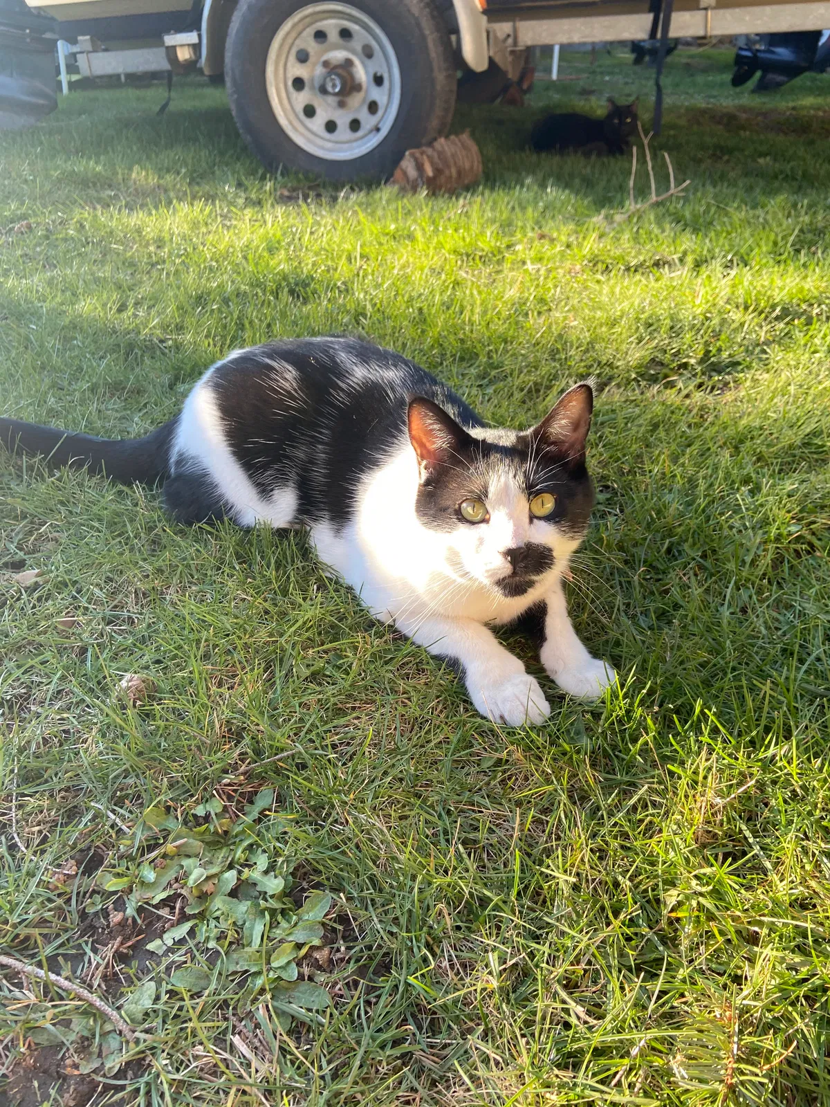Lost cat in Renton, WA, 98059