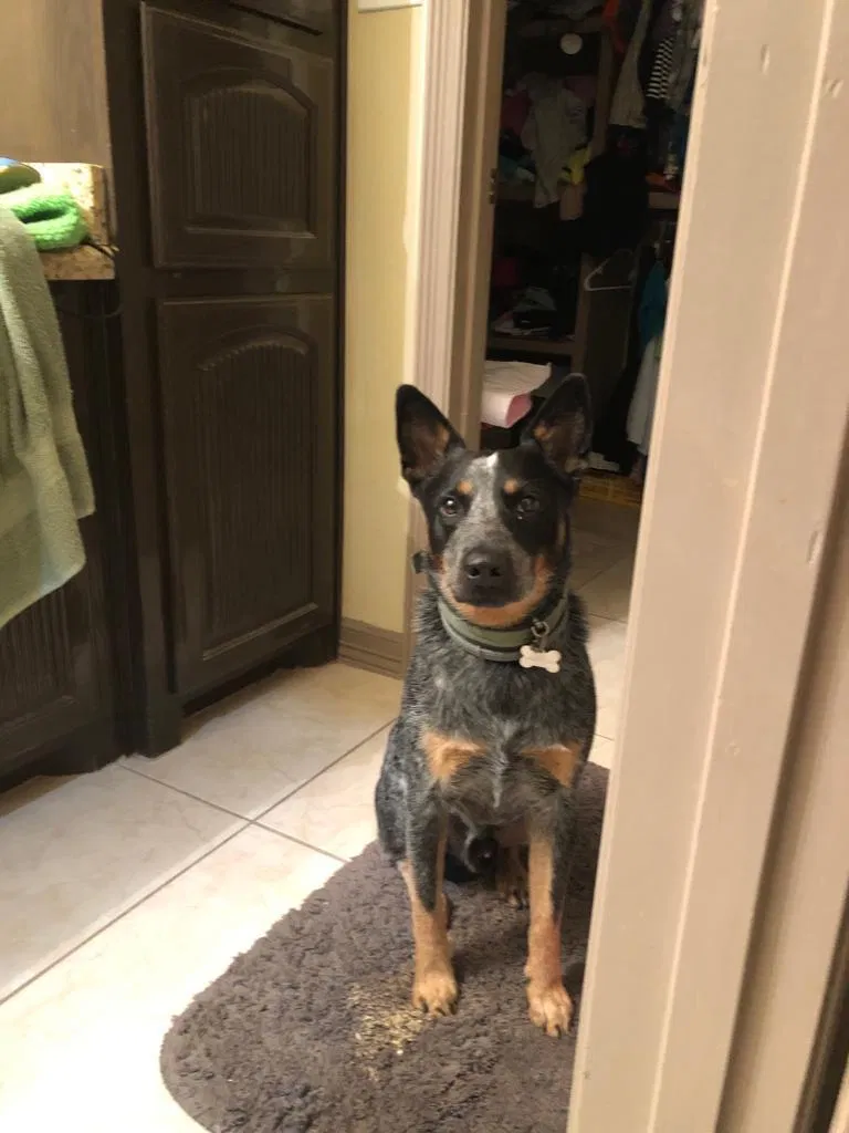 Lost dog in Edinburg, TX, 78542