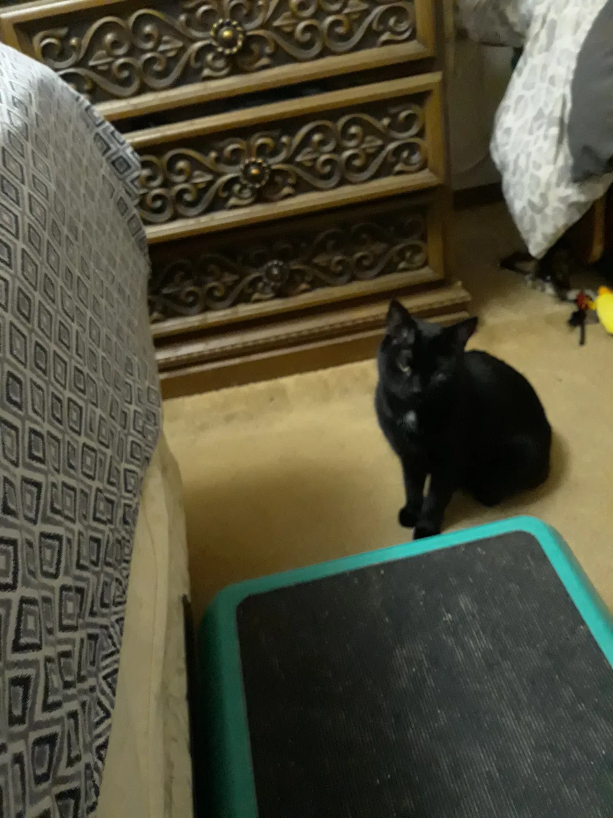 Lost cat in Hixson, TN, 37343