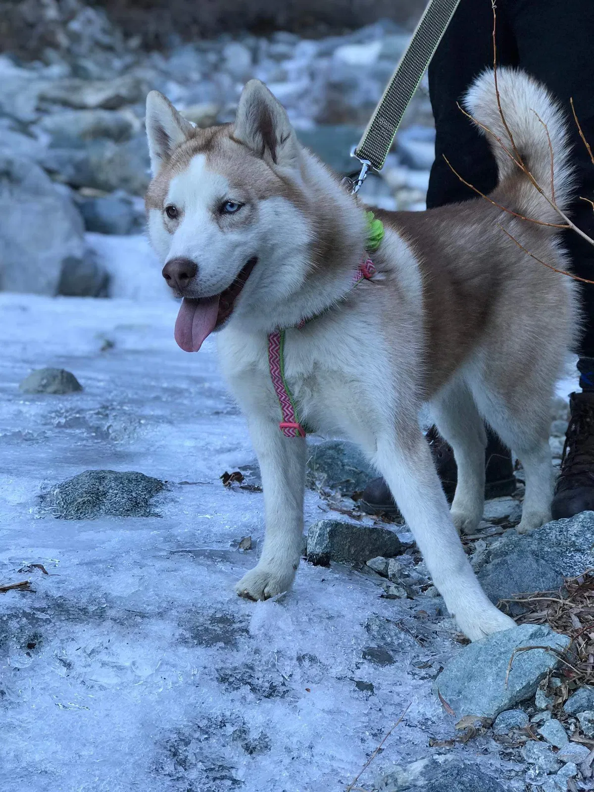 Lost dog in Fontana, CA, 92335