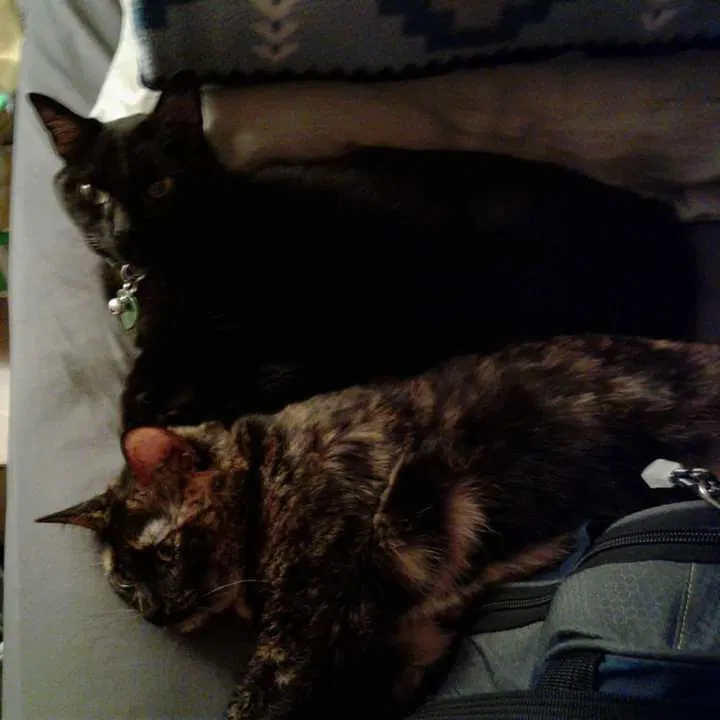 Lost cat in Phoenix, AZ, 85008
