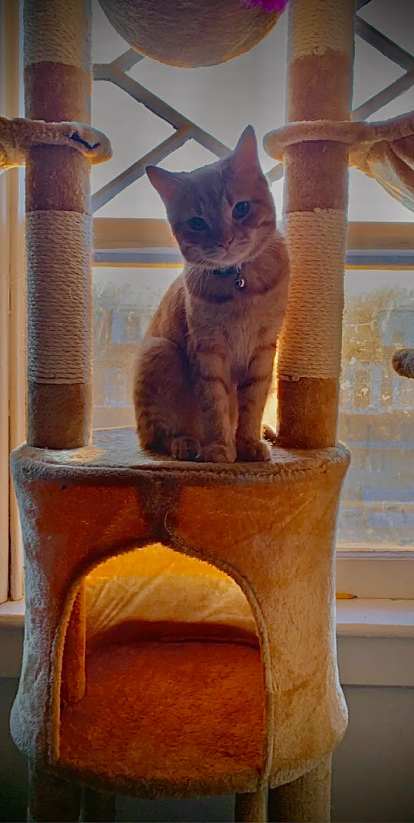 Lost cat in Bethlehem, PA, 18018
