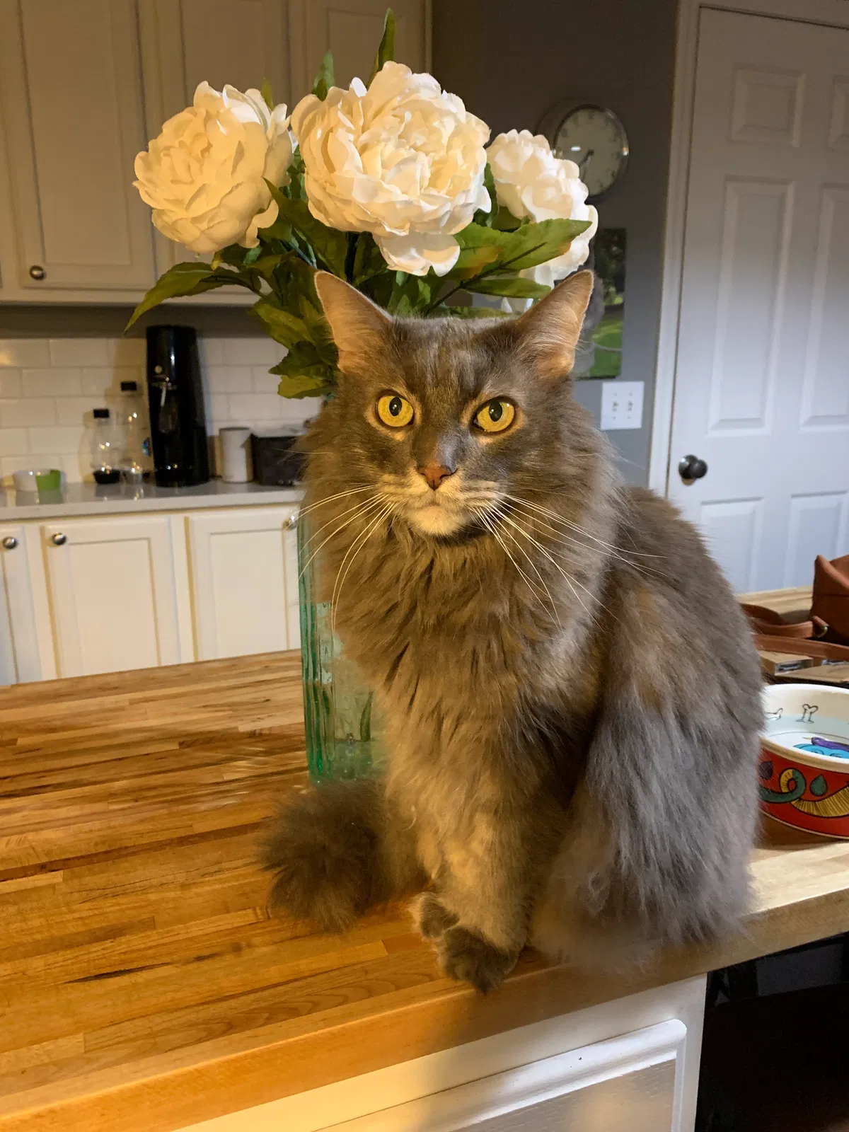 Lost cat in Westerville, OH, 43081