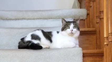 Lost cat in Harvard, IL, 60033