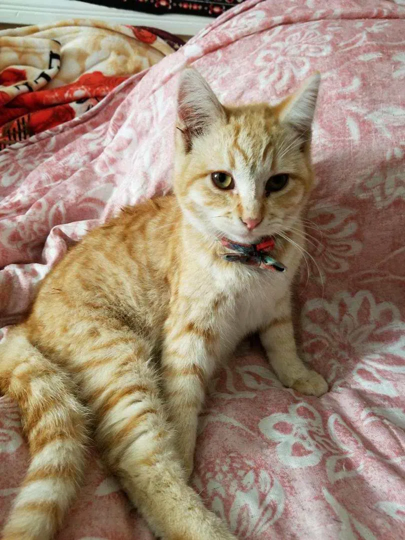 Lost cat in Hayward, CA, 94541