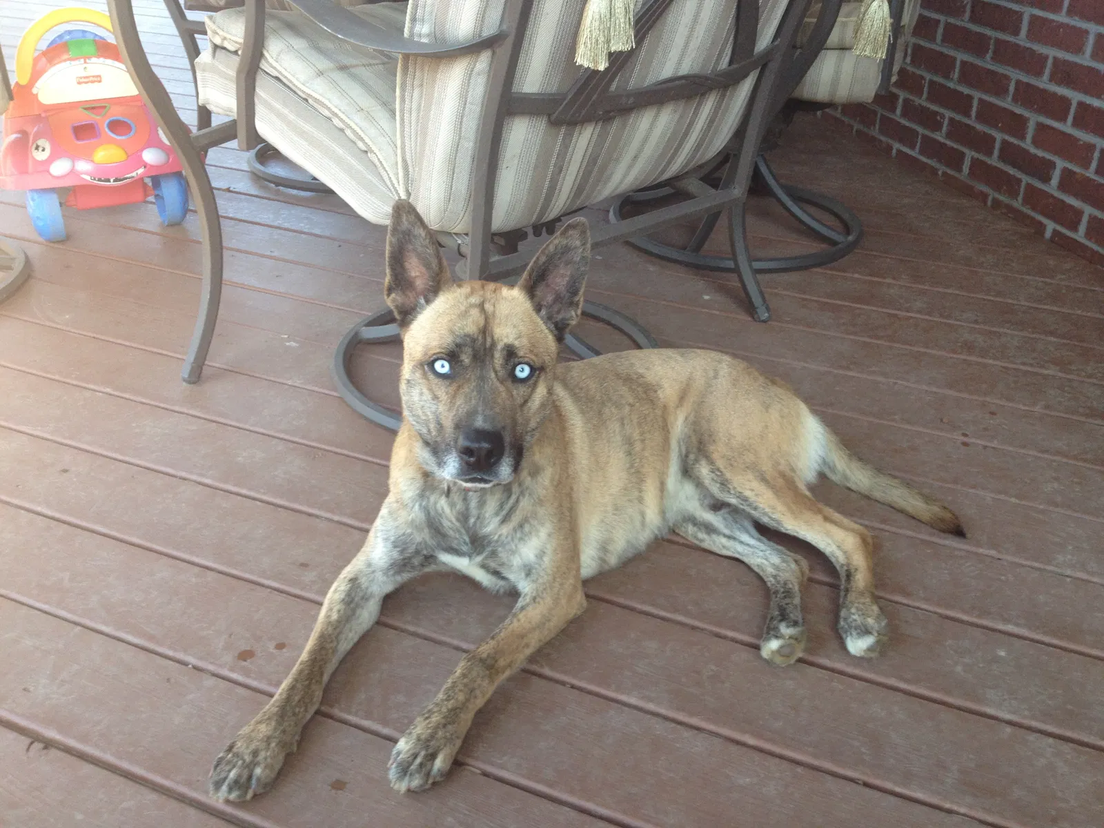 Lost dog in Blountville, TN, 37617