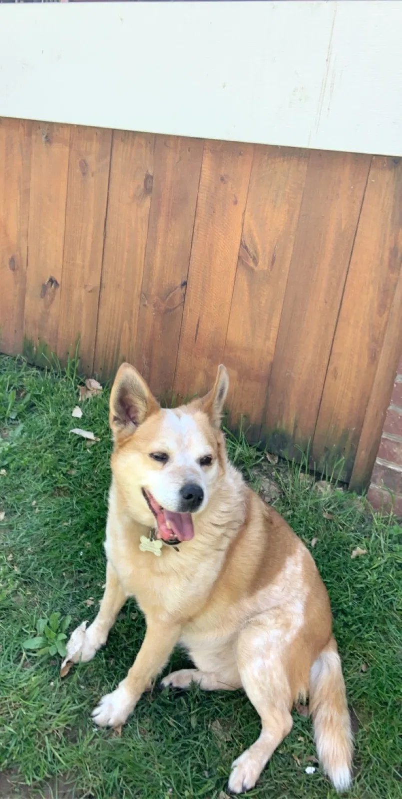 Lost dog in Unknown, TN, 3761