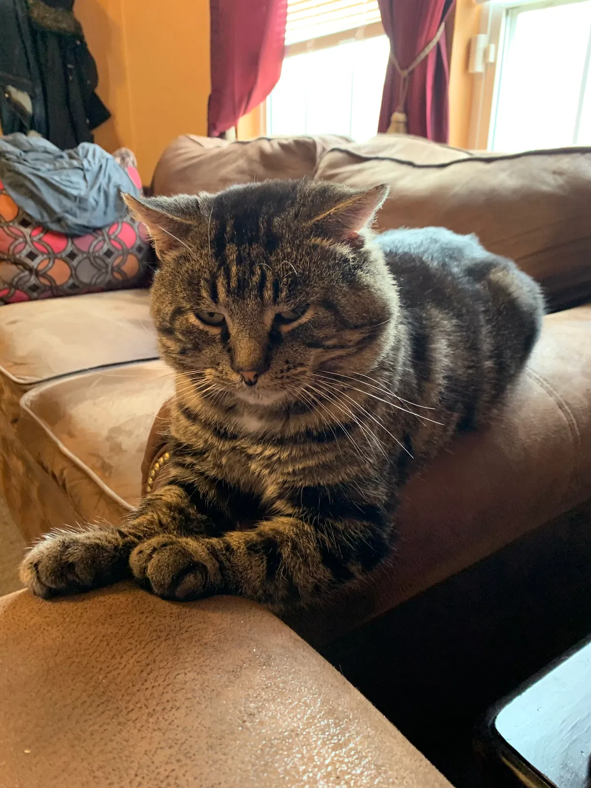 Lost cat in Columbus, OH, 43223