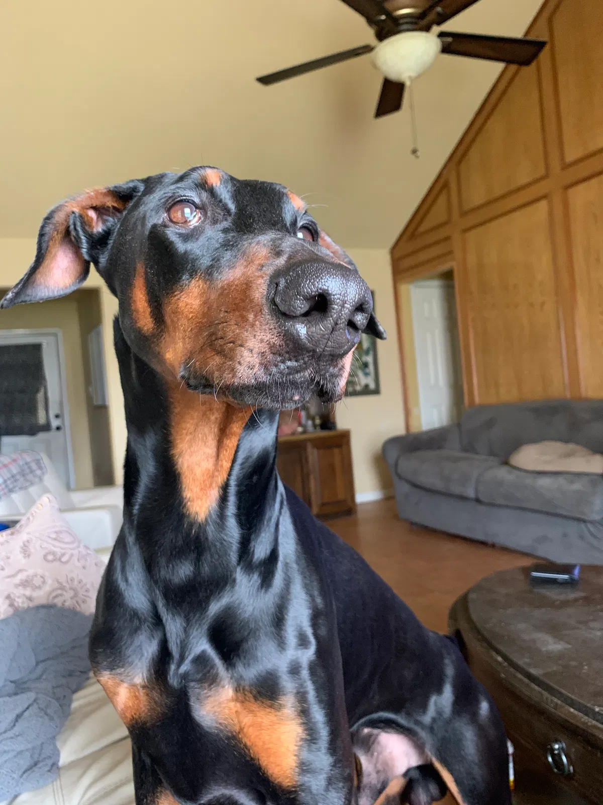 Lost dog in Arlington, TX, 76017