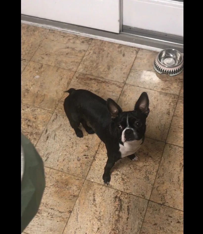 Lost dog in Hollis, NY, 11423