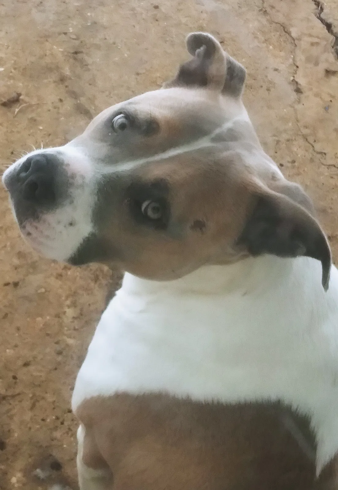 Lost dog in Leo, IN, 46765