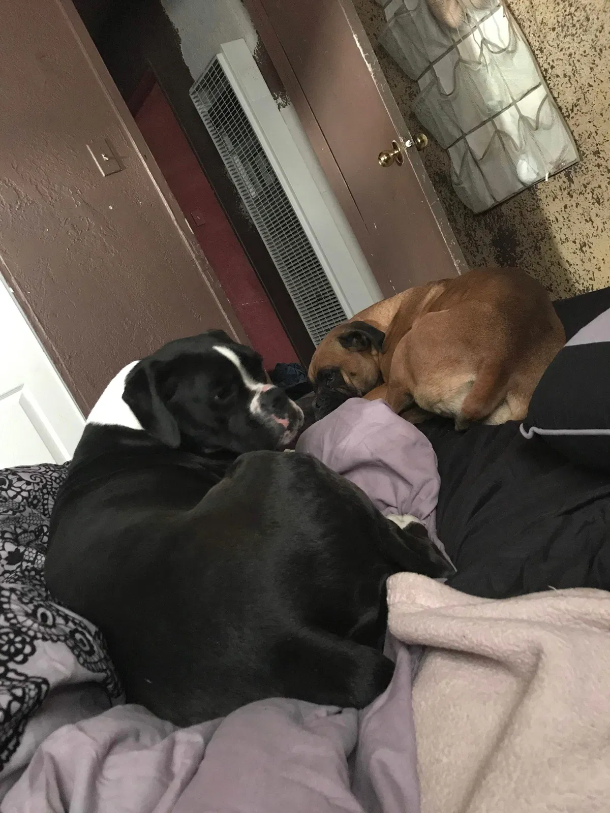 Lost dog in Albuquerque, NM, 87106