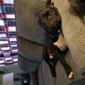 Lost dog in Cameron, NC, 28326