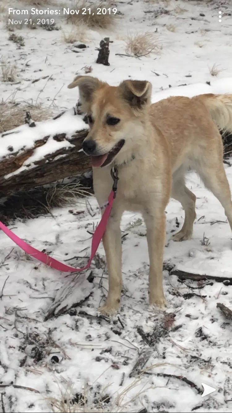 Lost dog in Colorado Springs, CO, 80910