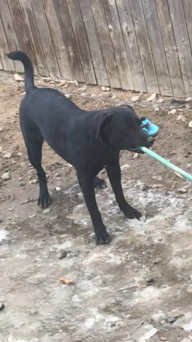 Lost dog in Colorado Springs, CO, 80910