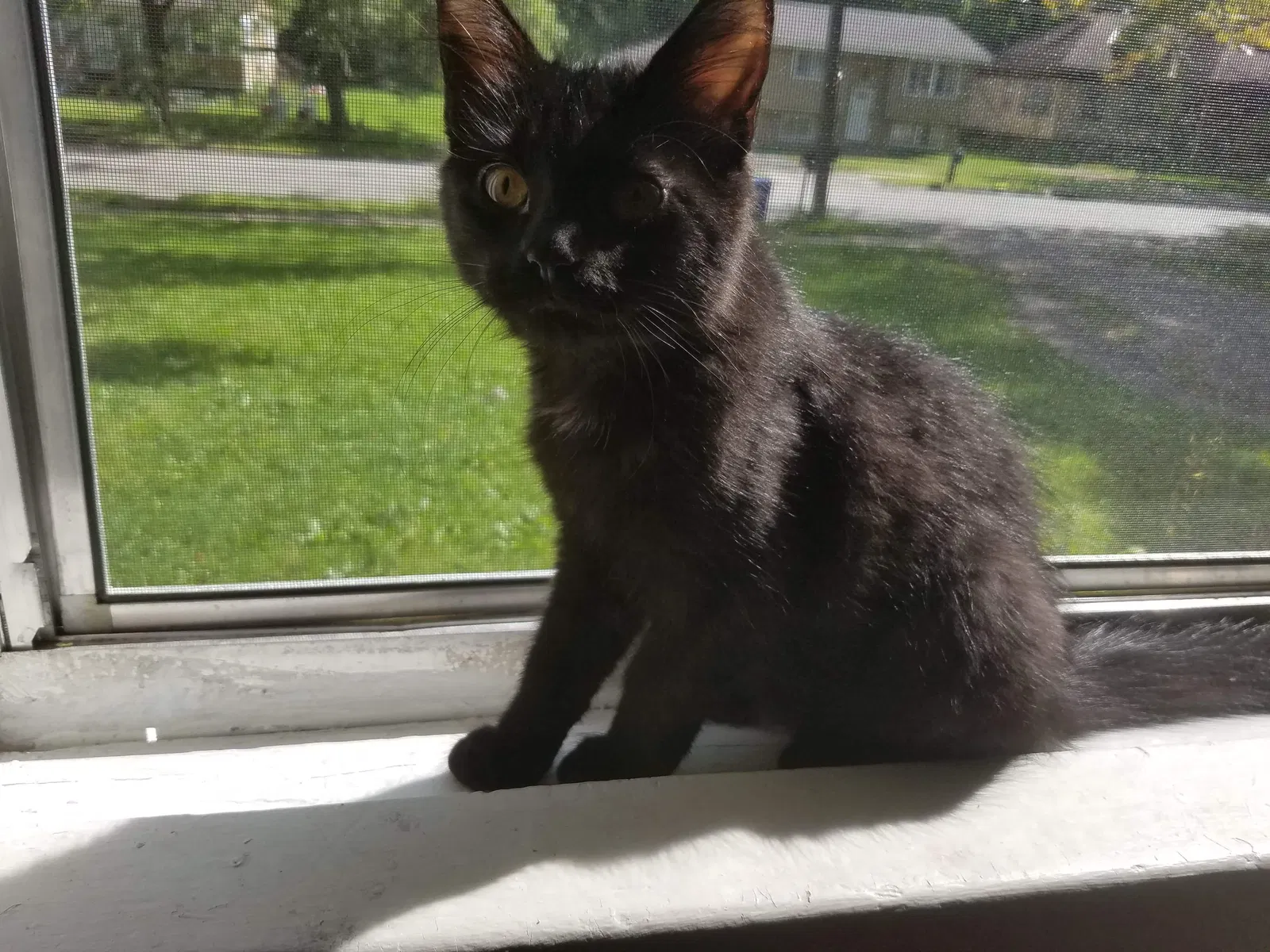Lost cat in Saint Paul, MN, 55130