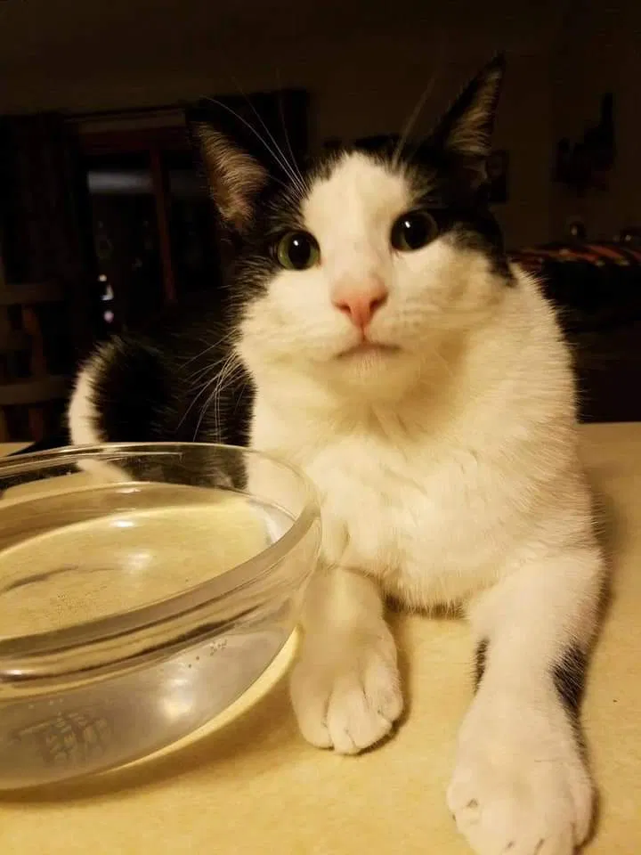 Lost cat in Liverpool, NY, 13088