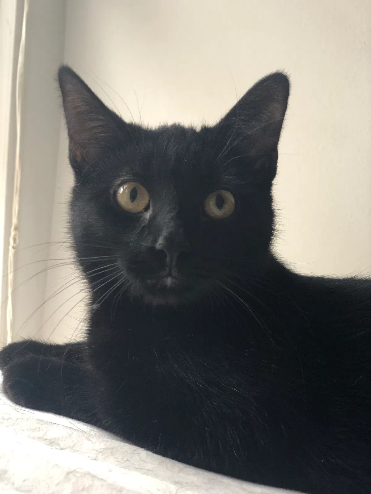 Lost cat in Westerville, OH, 43081