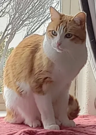 Lost cat in Albuquerque, NM, 87113