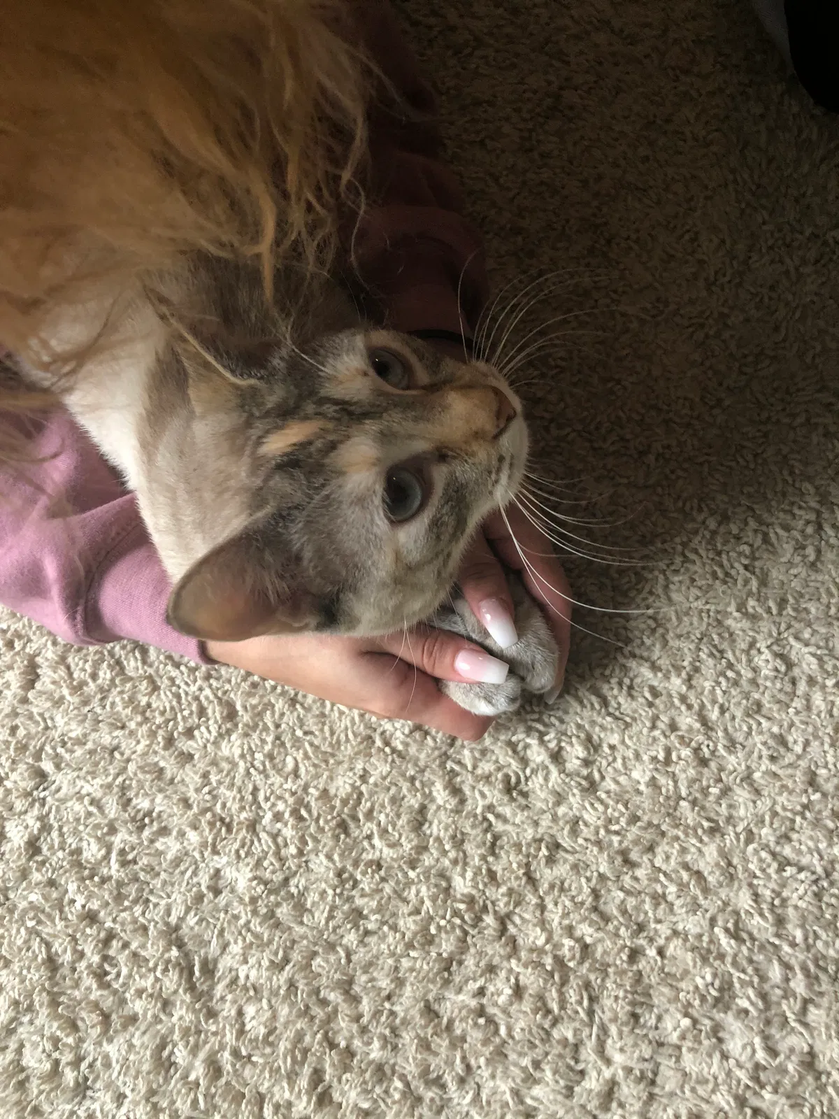 Lost cat in Woodbridge, VA, 22191