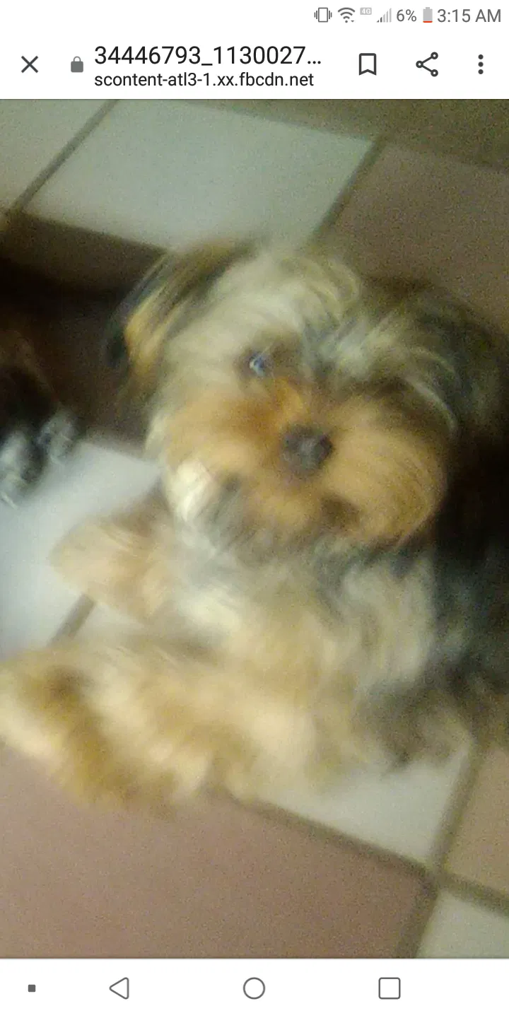 Lost dog in Chattanooga, TN, 37405