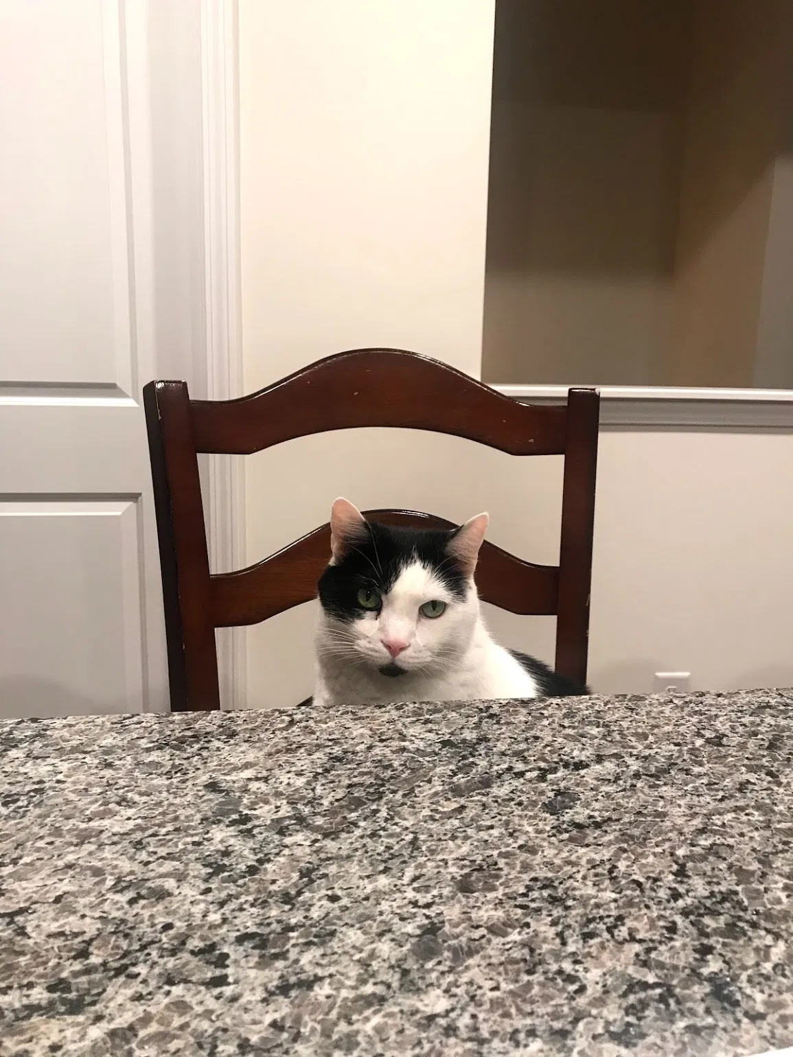 Lost cat in Mooresville, NC, 28117