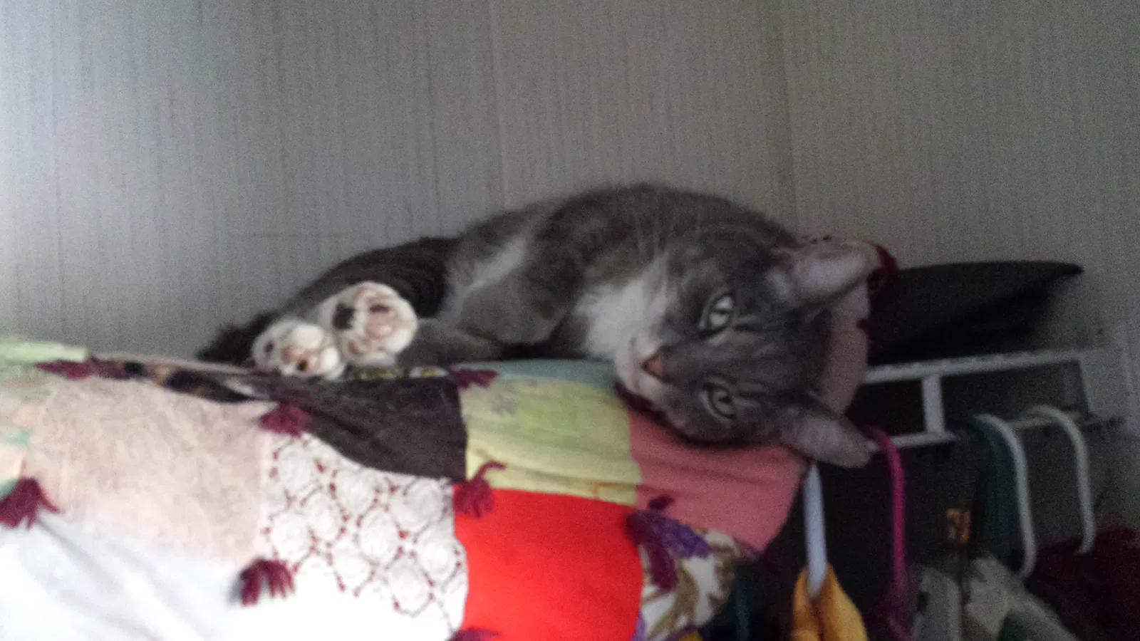 Lost cat in Sebastopol, CA, 95472