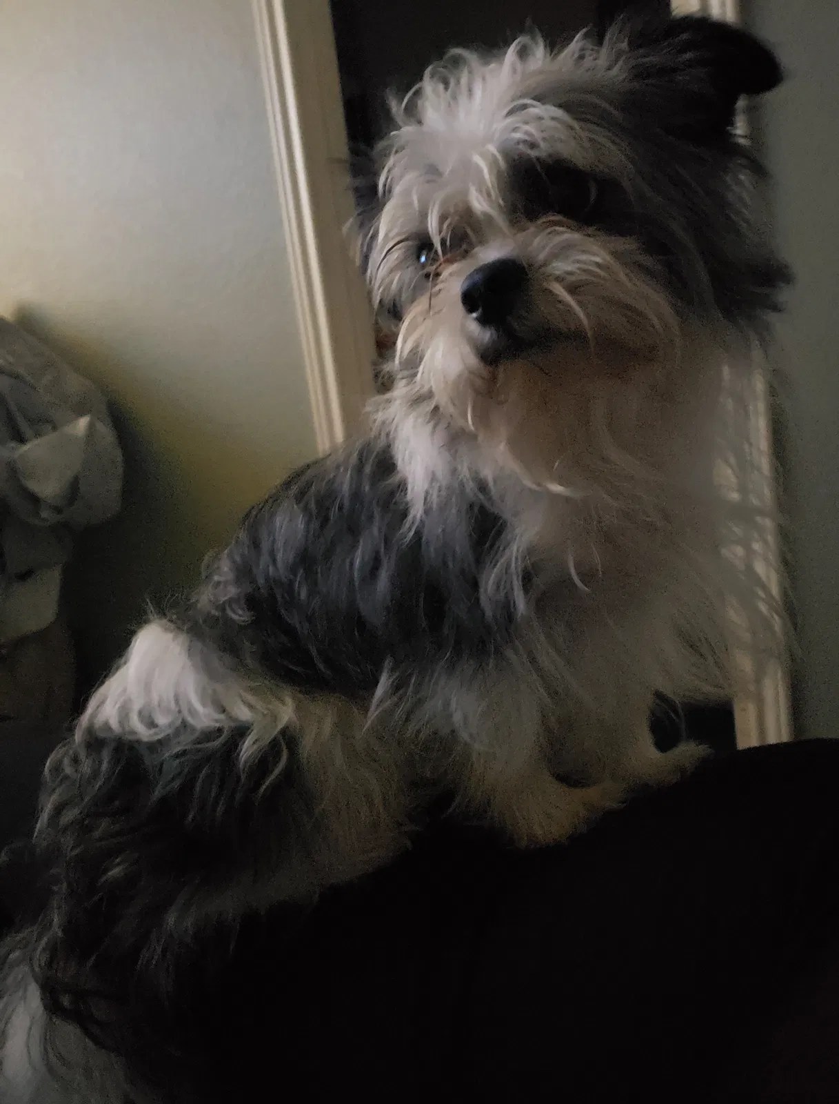 Lost dog in San Antonio, TX, 78229