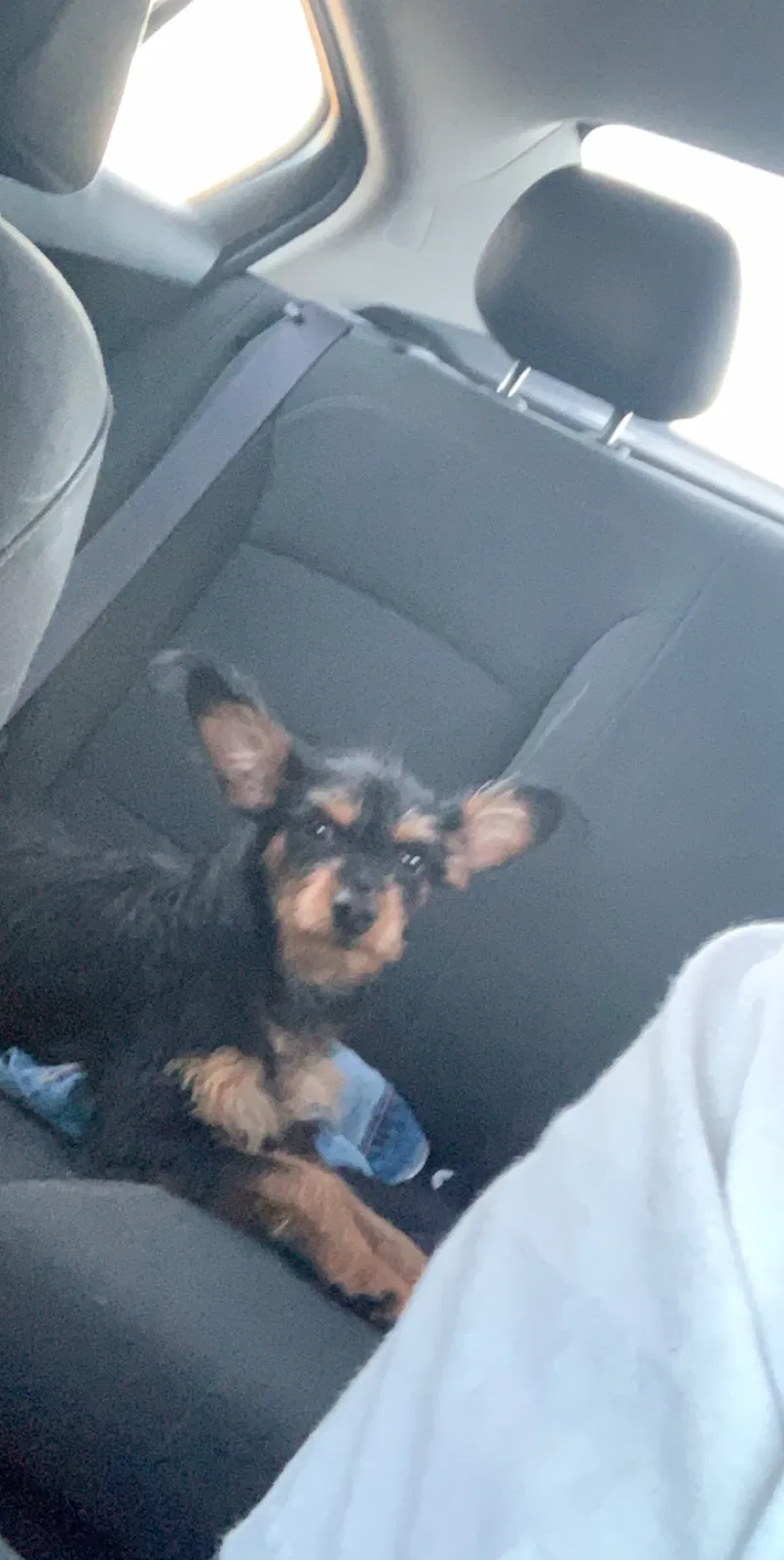 Lost dog in Albuquerque, NM, 87121