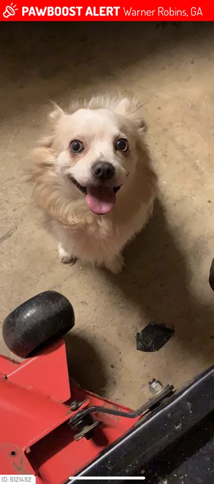 Lost dog in Warner Robins, GA, 31093