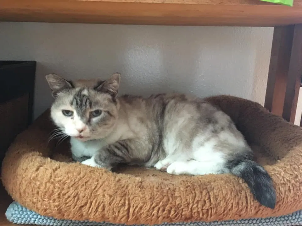 Lost cat in Corvallis, OR, 97330