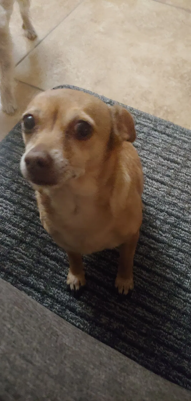 Lost dog in Tucson, AZ, 85711