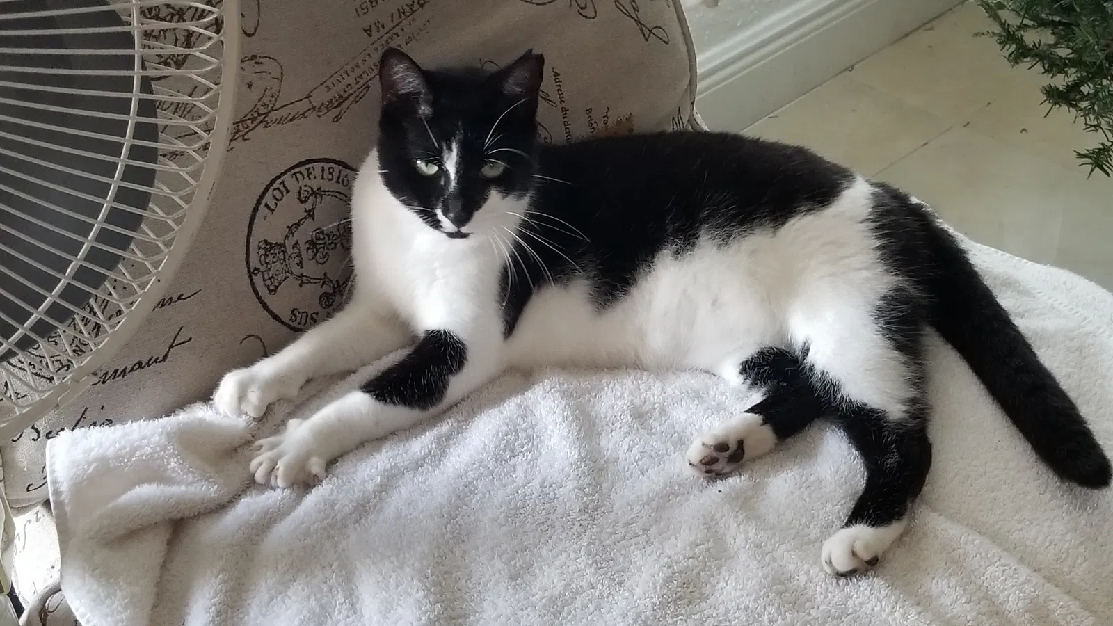 Lost cat in Hallandale, FL, 33009