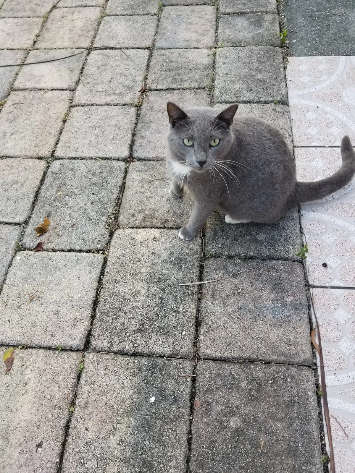 Lost cat in Hallandale, FL, 33009