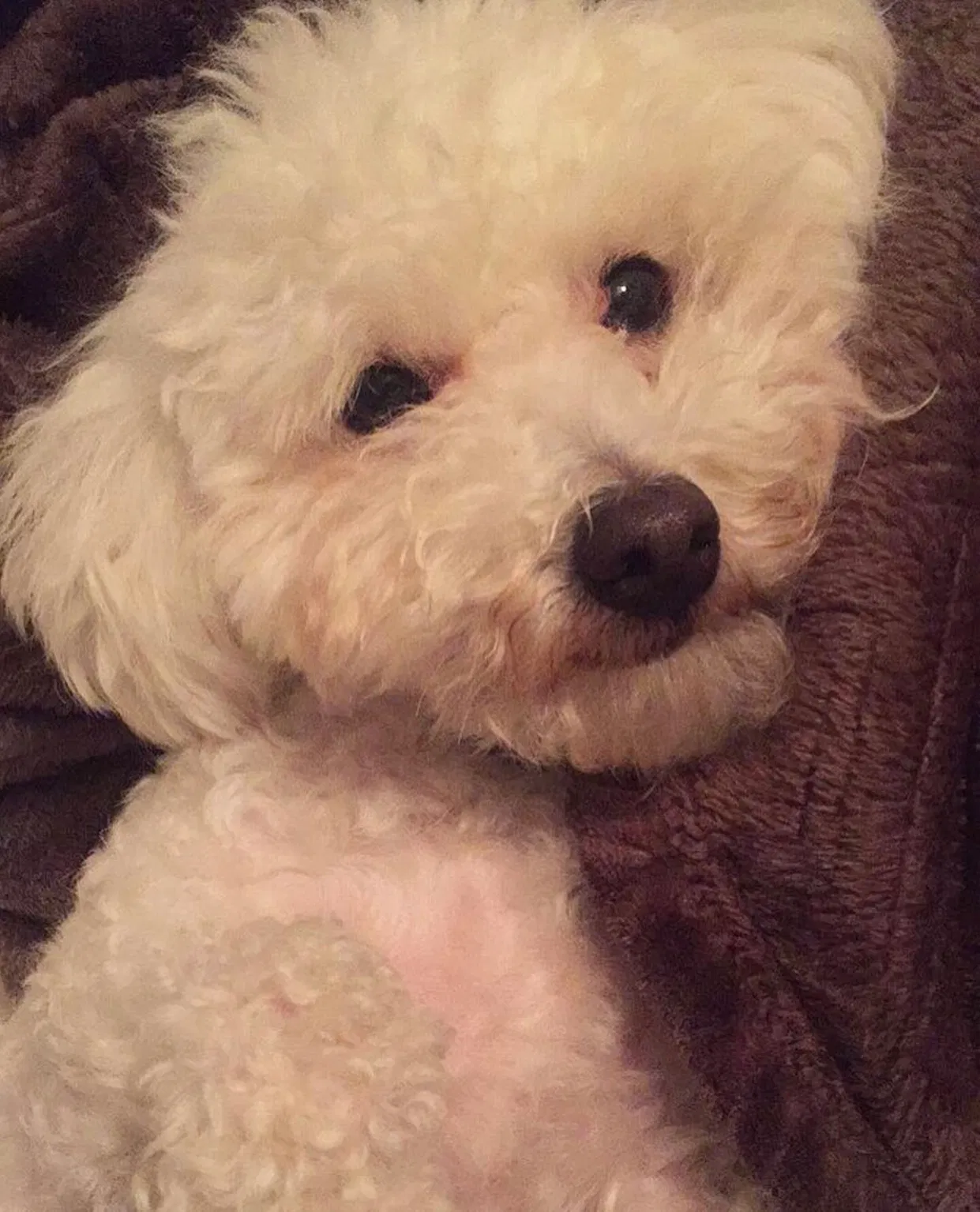 Lost dog in La Habra, CA, 90631