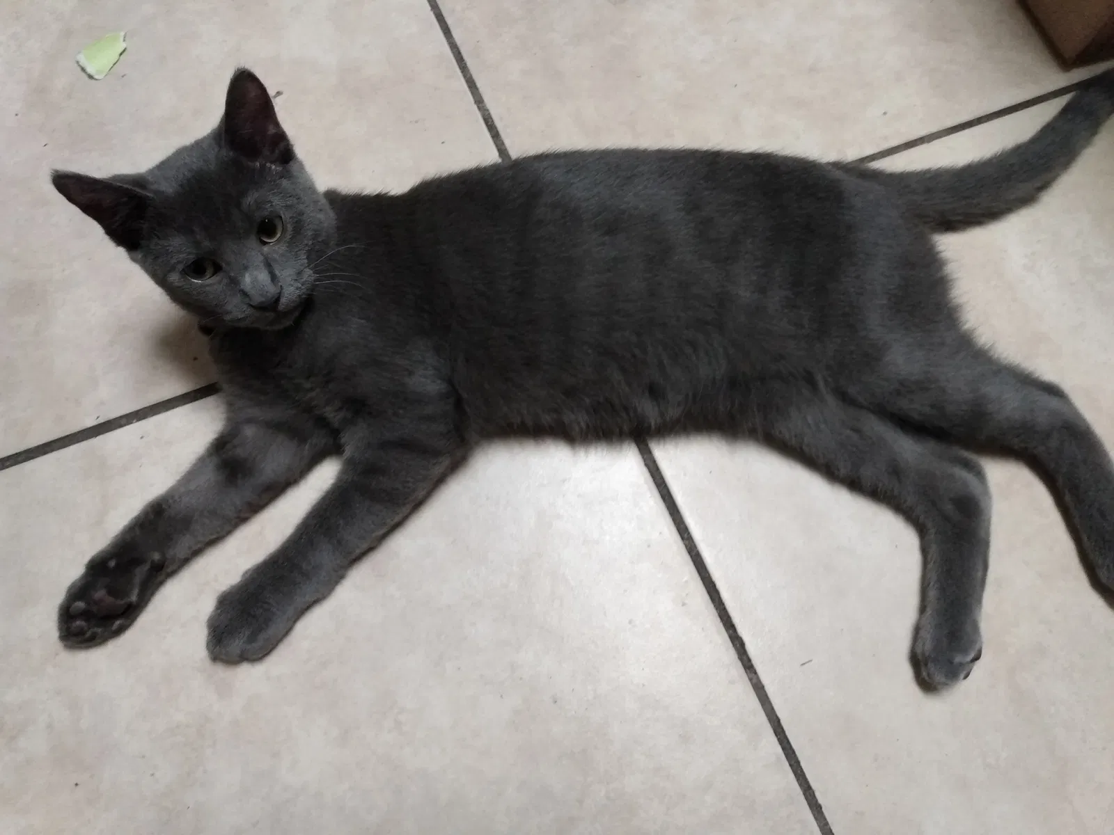 Lost cat in Palm Bay, FL, 32909