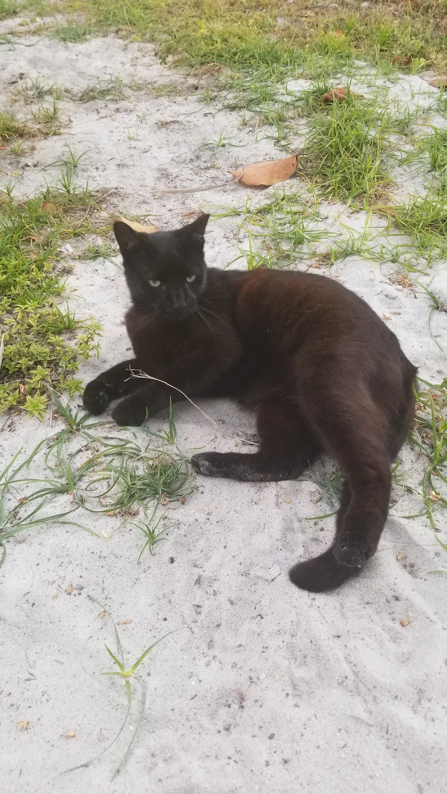 Lost cat in Hallandale, FL, 33009