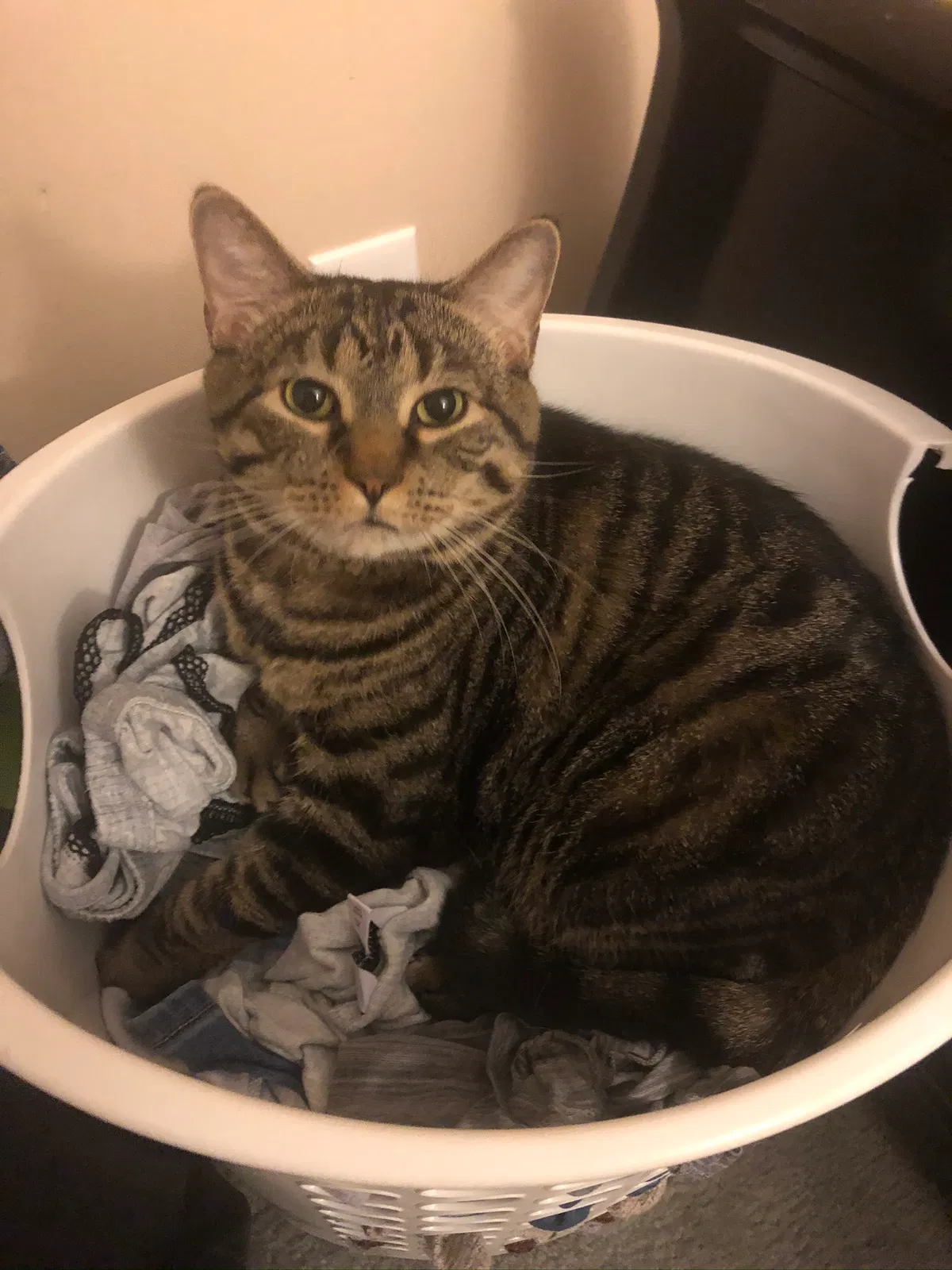 Lost cat in Reynoldsburg, OH, 43068
