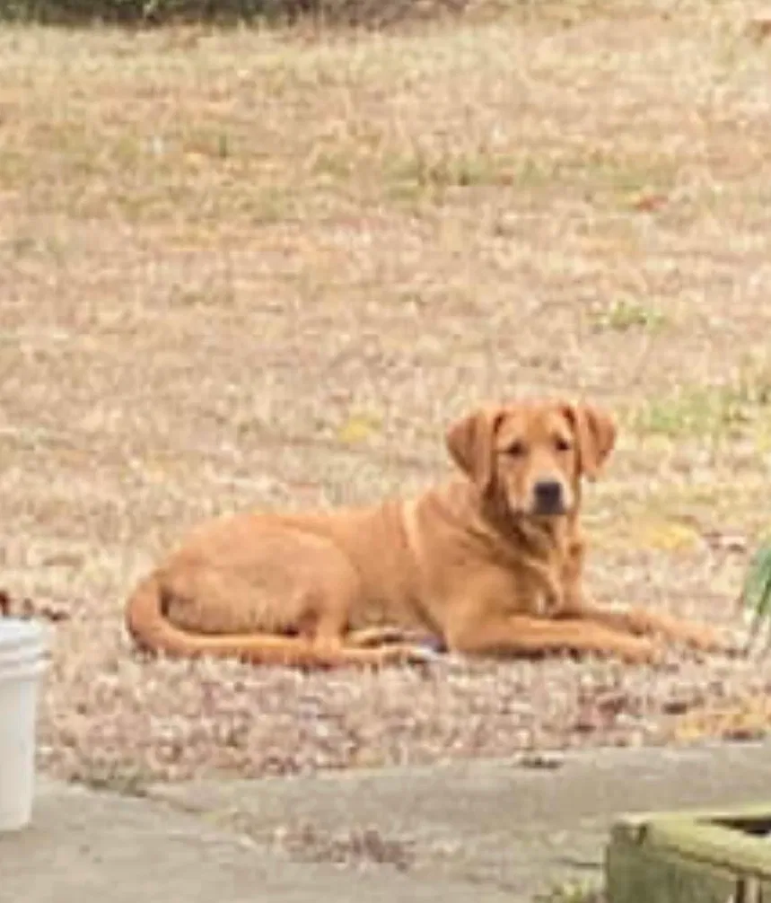 Lost dog in Cabot, AR, 72023