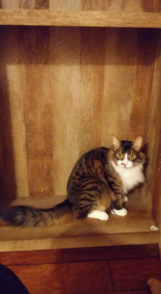 Lost cat in Vancouver, WA, 98683